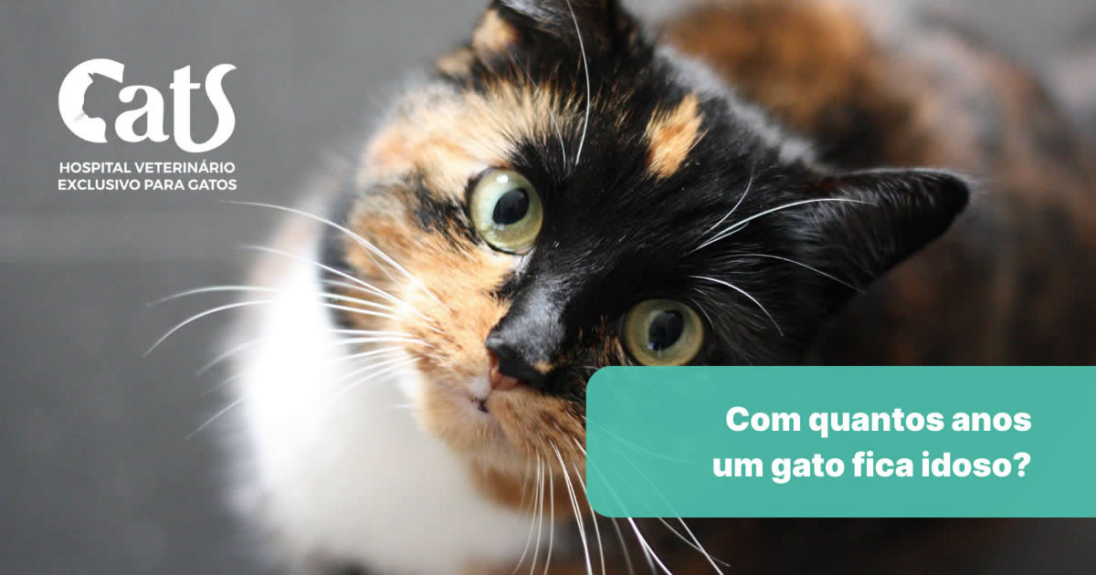 Como saber a IDADE de um GATO - Filhote, adulto ou idoso