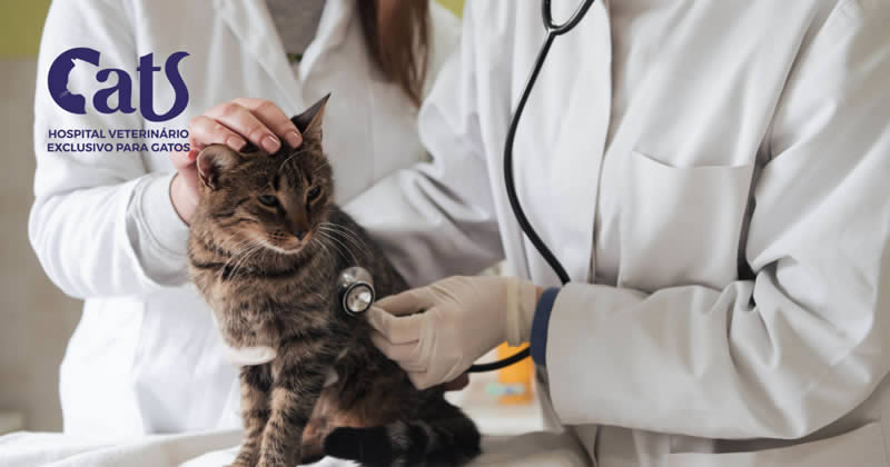 Foto 01 - PIF em gatos é contagioso? Conheça os sintomas, diagnóstico e tratamento