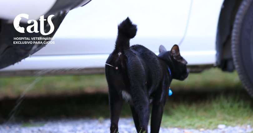 Questões de saúde mental que podem levar o gatinho a fazer xixi fora da caixinha de areia