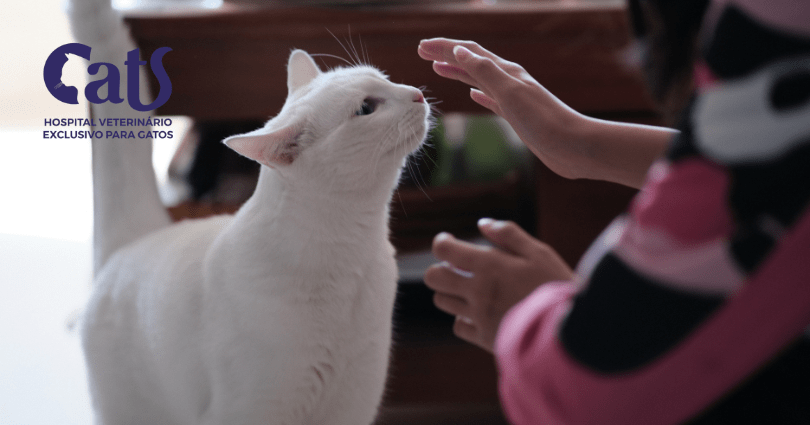 Com quem deixar o gato quando viajar? - Viagem Cat Sitter