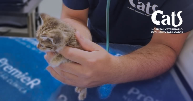 Check-up em gatos: o que é fundamental avaliar em cada fase da vida do seu gatinho