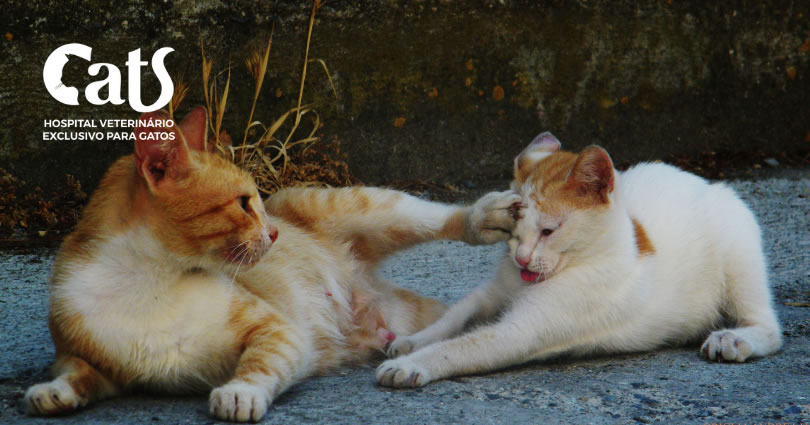 FIV e FeLV: diferenças, diagnóstico, sintomas, vacina e tratamento - Foto Gatos Juntos