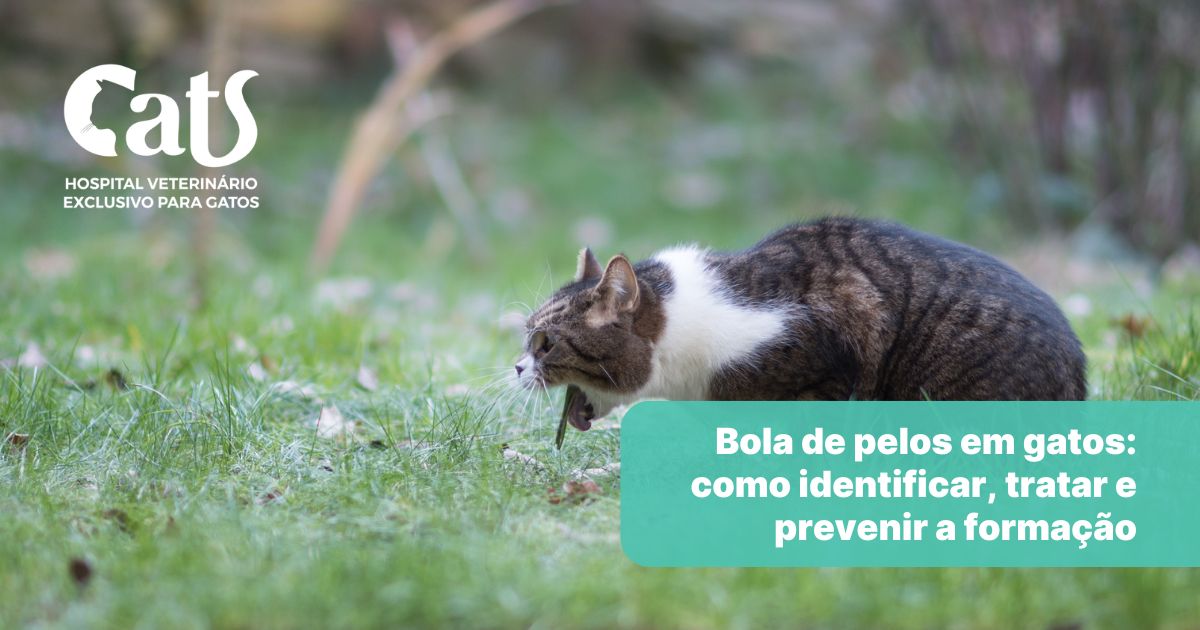 Bola de pelos em gatos: como identificar, tratar e prevenir a formação ...