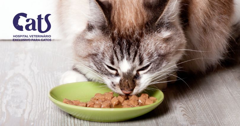 6 mitos e verdades sobre a alimentação dos gatos - foto 01