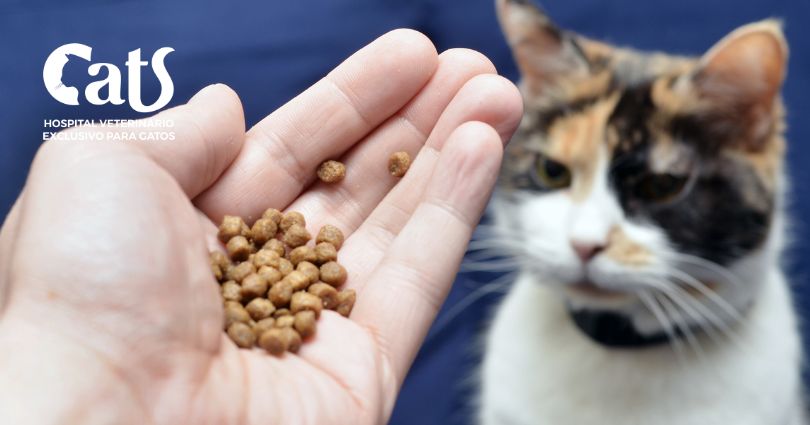 Ração seca para gatos: um guia para escolher sem errar - Imagem 02