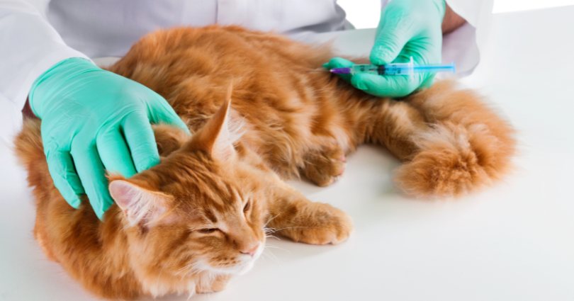 Solensia: o novo medicamento para dor articular que melhora a qualidade de vida dos gatos - Hospital Veterinário Cats Londrina