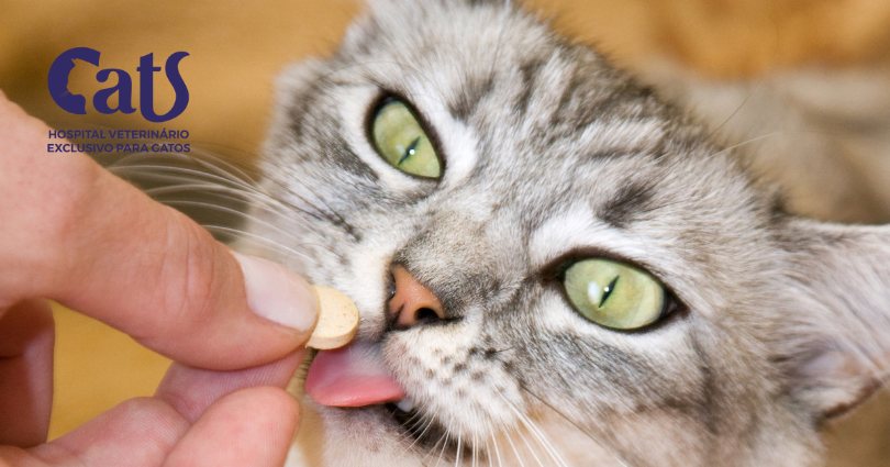 Tratamento artrose - Hospital Veterinário Cats Londrina