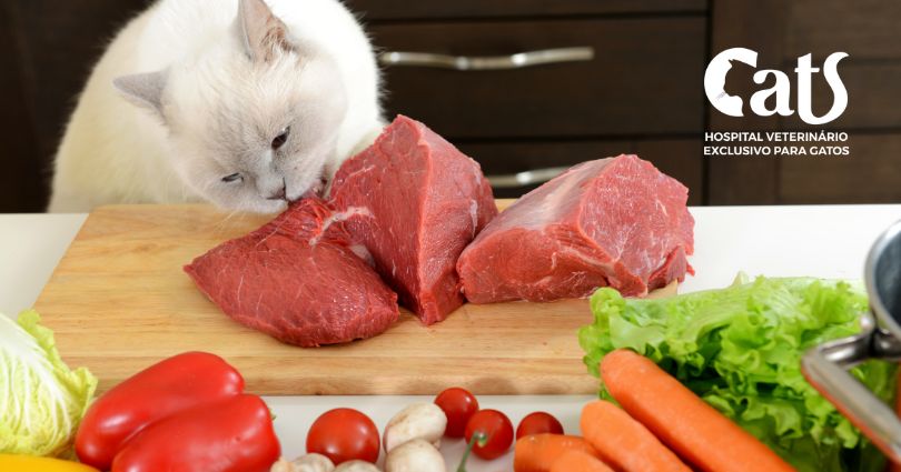 Quais alimentos os gatos podem comer? Os alimentos 'humanos' que são seguros para os gatinhos. - Hospital Veterinário Cats Londrina