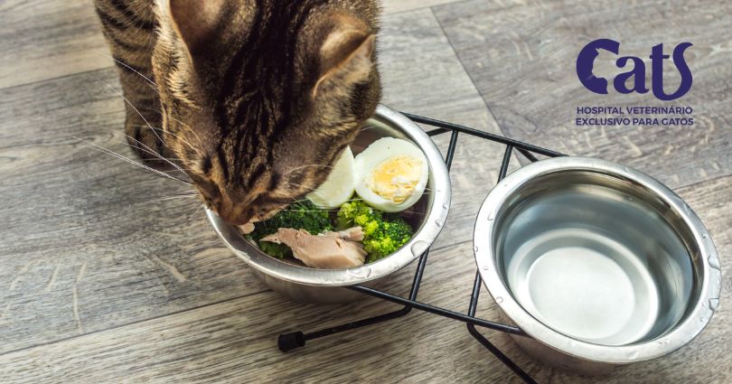 Quais alimentos os gatos podem comer? Os alimentos ‘humanos’ que são seguros para os gatinhos. - Hospital Veterinário Cats Londrina