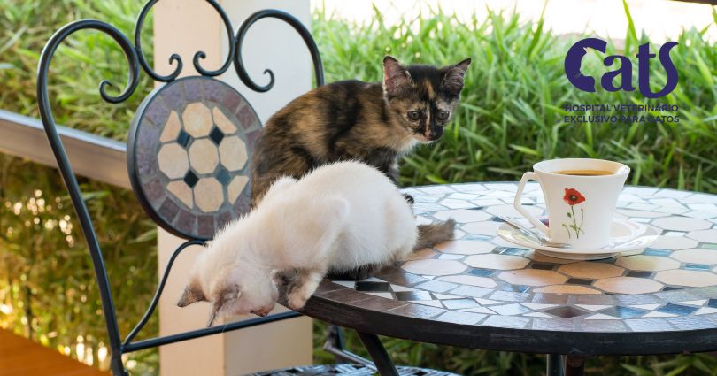 Alimentos Tóxicos para Gatos: o que você precisa saber para proteger seu gatinho