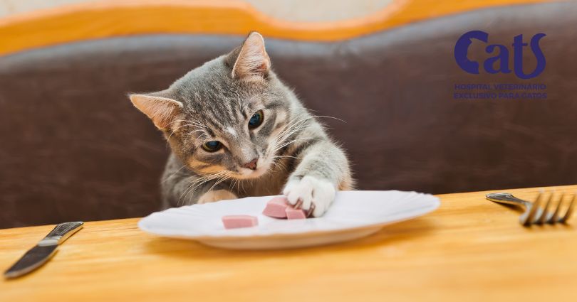 Alimentos Tóxicos para Gatos: o que você precisa saber para proteger seu gatinho