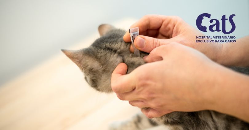 Como escolher antiparasitários para gatos? - Hospital Veterinário Cats Londrina