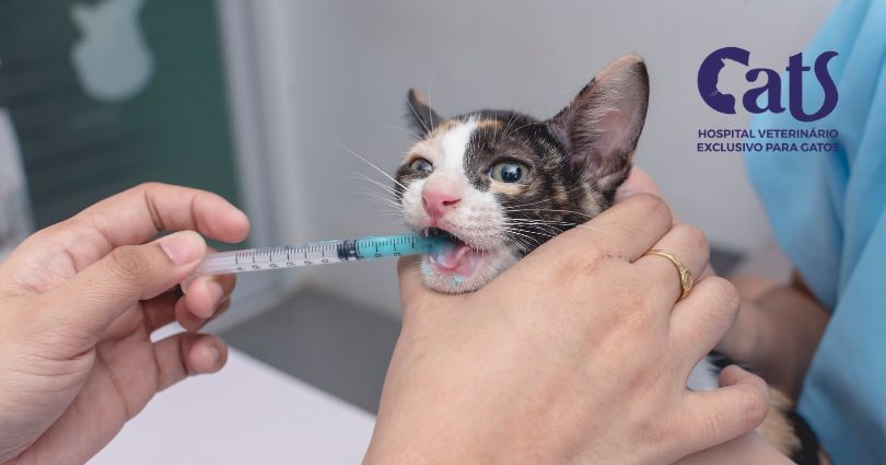 Como escolher antiparasitários para gatos? - Hospital Veterinário Cats Londrina