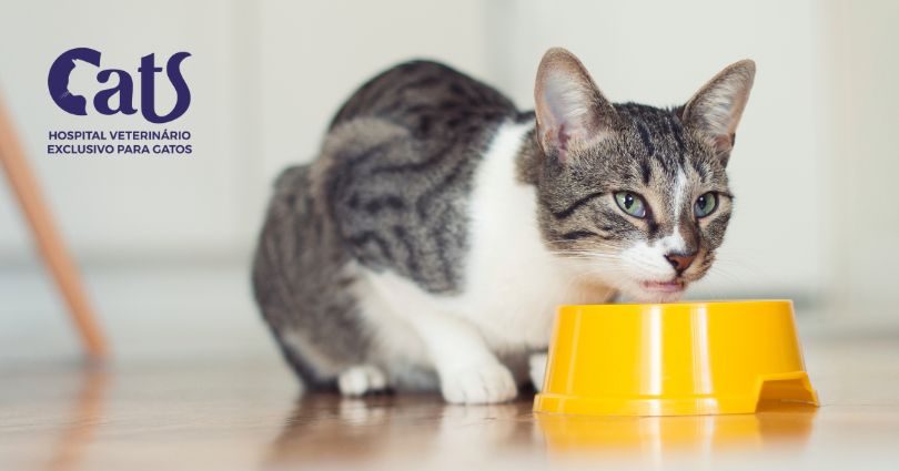 Pontinhos pretos no queixo do gato? Saiba mais sobre a Acne Felina - FOTO COMEDOURO