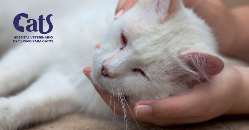 Gato idoso - Doenças Cardíacas em Gatos: o que você precisa saber - Hospital Veterinário Cats Londrina