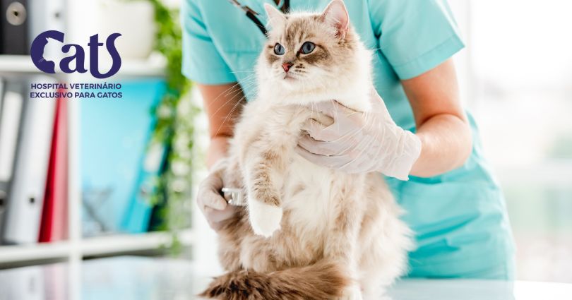 Gato Ragdoll - Doenças Cardíacas em Gatos: o que você precisa saber - Hospital Veterinário Cats Londrina