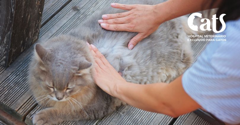 Ver Pulga - Tem como saber se um gato está com verme sem fazer exame? – Hospital Veterinário Cats Londrina