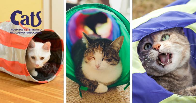 Quais são os melhores brinquedos para gatos? Dicas para estimular e enriquecer o ambiente do seu felino