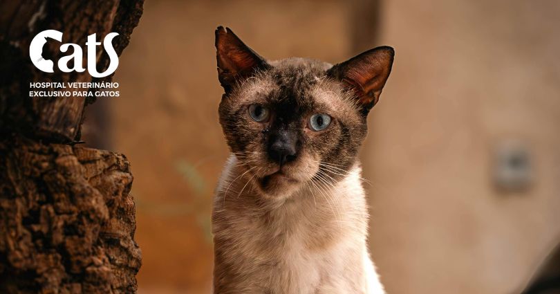 Gato idoso - Gatos idosos: cuidados especiais para garantir qualidade de vida